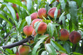 Prunus persica 'O'Henry'