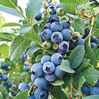 Vaccinium × 'O'Neal'