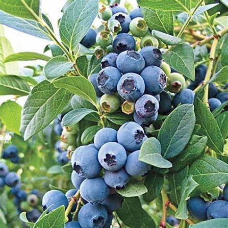 Vaccinium × 'O'Neal'