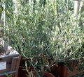 Olea europaea 'Oblonga'