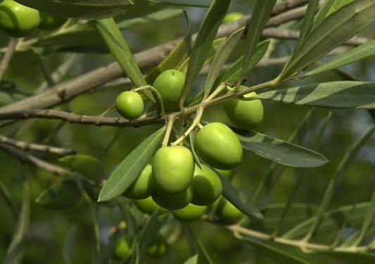 Olea europaea