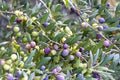 Olea europaea 'Arbequina' (fruiting form, AS-1)