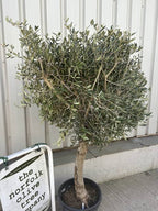 Olea europaea 'Arbequina' (multi-stem form)