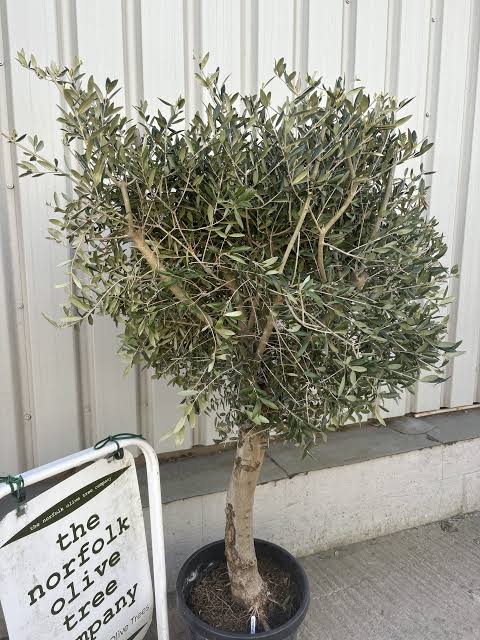 Olea europaea 'Arbequina' (multi-stem form)