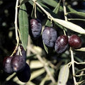 Olea europaea 'Cailletier'