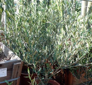 Olea europaea 'Cortina'