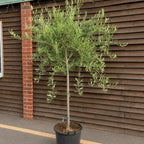 Olea europaea 'Frantoio' (multi-stem form)