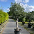 Olea europaea 'Hojiblanca'