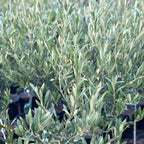Olea europaea 'Koroneiki' (multi-stem form)