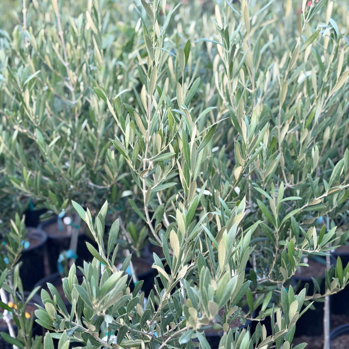 Olea europaea 'Koroneiki' (multi-stem form)