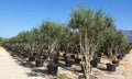 Olea europaea 'Leccino' (multi-stem form)