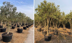 Olea europaea 'Magnificent' (multi-stem form)