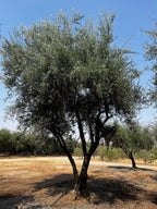 Olea europaea 'Manzanillo' (fruiting, multi-stem form)