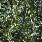 Olea europaea 'Maurino' (multi-stem form)