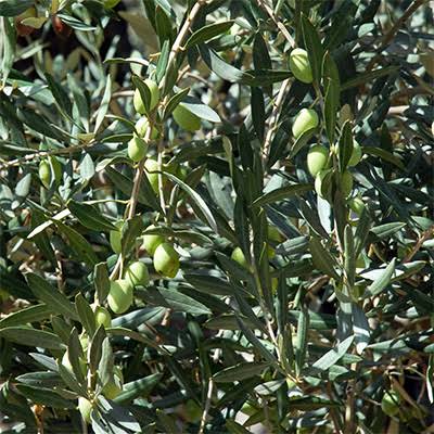 Olea europaea 'Maurino' (multi-stem form)