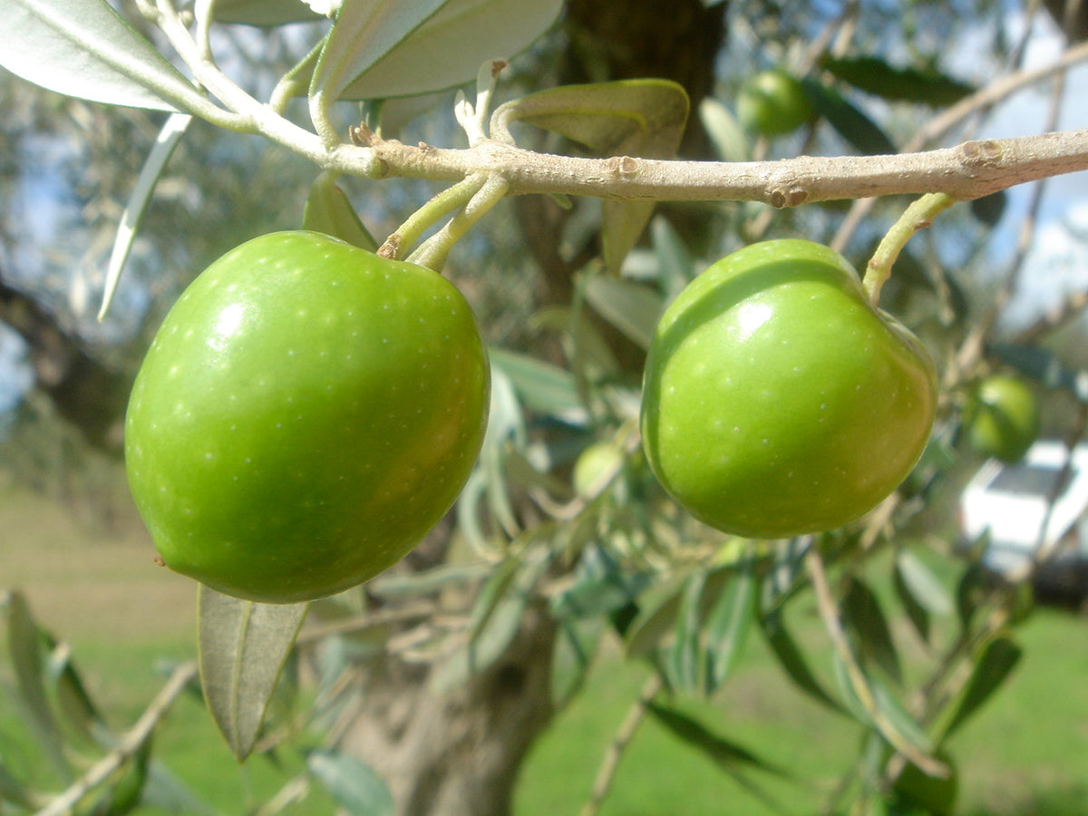 Olea europaea 'Nocellara del Belice'