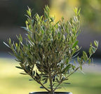 Olea europaea 'Oblonga'