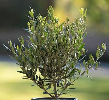 Olea europaea 'Oblonga'