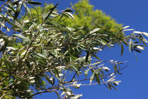Olea europaea 'Pendolino' (multi-stem form)