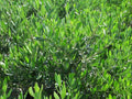 Olea europaea 'Petite'
