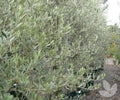 Olea europaea 'Picual'