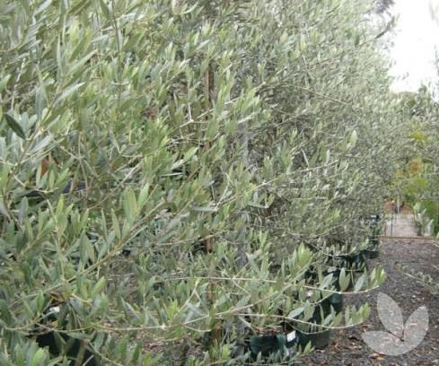 Olea europaea 'Picual'