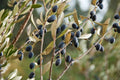 Olea europaea (fruiting form)