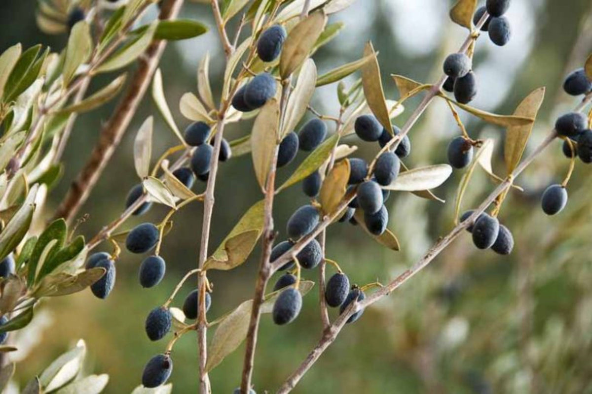 Olea europaea (fruiting form)
