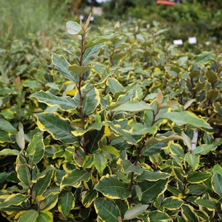 Elaeagnus × ebbingei 'Olive Martini'