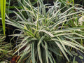 Ophiopogon japonicus