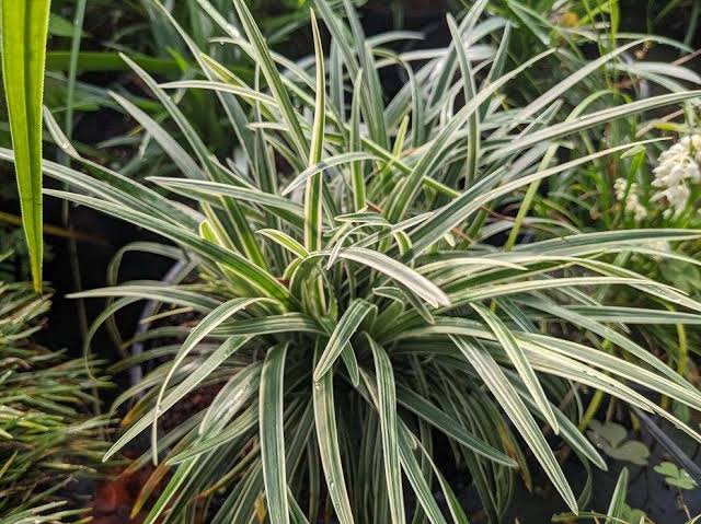 Ophiopogon japonicus