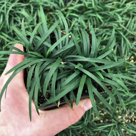 Ophiopogon japonicus 'Nana'