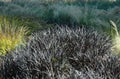 Ophiopogon japonicus 'Nigrens'