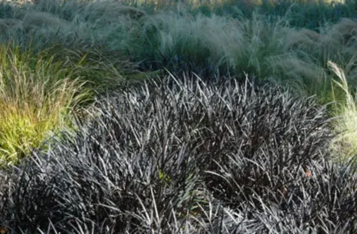 Ophiopogon japonicus 'Nigrens'
