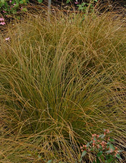 Carex testacea