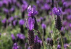 Lavandula stoechas 'Otto Quast'