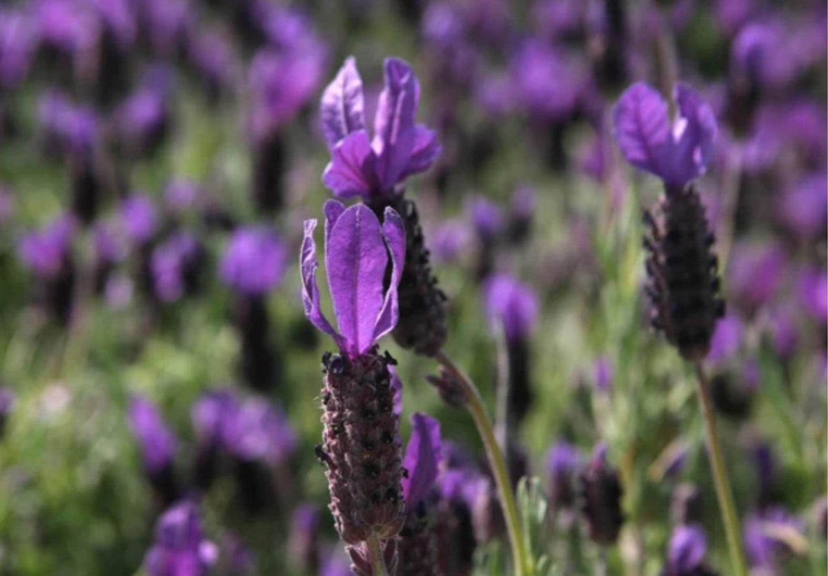 Lavandula stoechas 'Otto Quast'