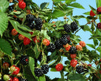 Rubus 'Ouachita'