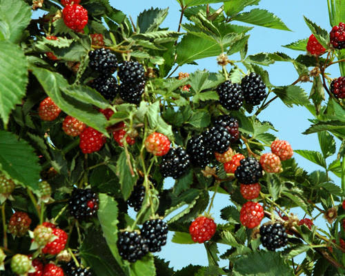 Rubus 'Ouachita'
