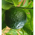 Citrus reticulata 'Page' (patio form)