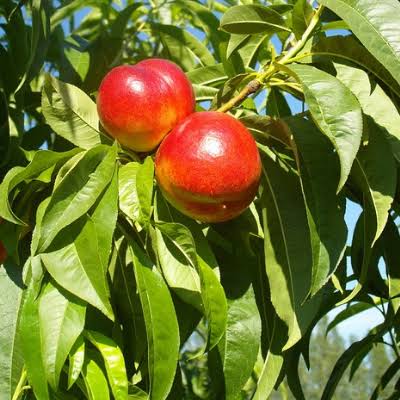 Prunus persica 'Panamint'