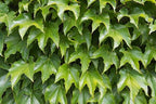 Parthenocissus tricuspidata