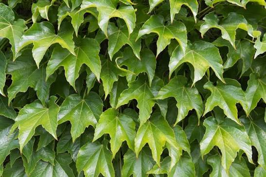Parthenocissus tricuspidata