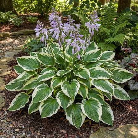 Hosta 'Patriot'
