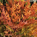 Nandina domestica 'Peach'
