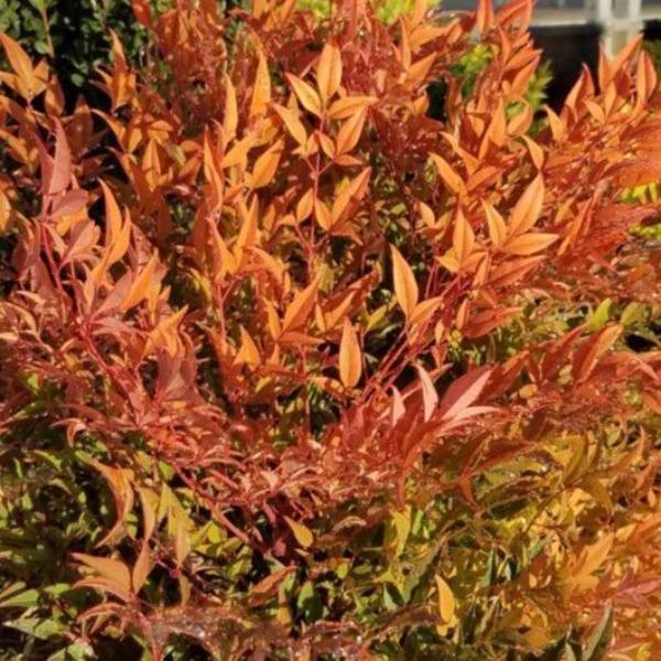 Nandina domestica 'Peach'