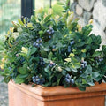 Vaccinium corymbosum 'ZF06-043'