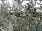 Olea europaea 'Pendolino' (multi-stem form)