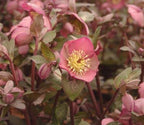 Helleborus × ballardiae 'Frostkiss Penny's Pink'