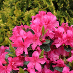 Azalea 'Perfecto Mundo Double Dark Pink'